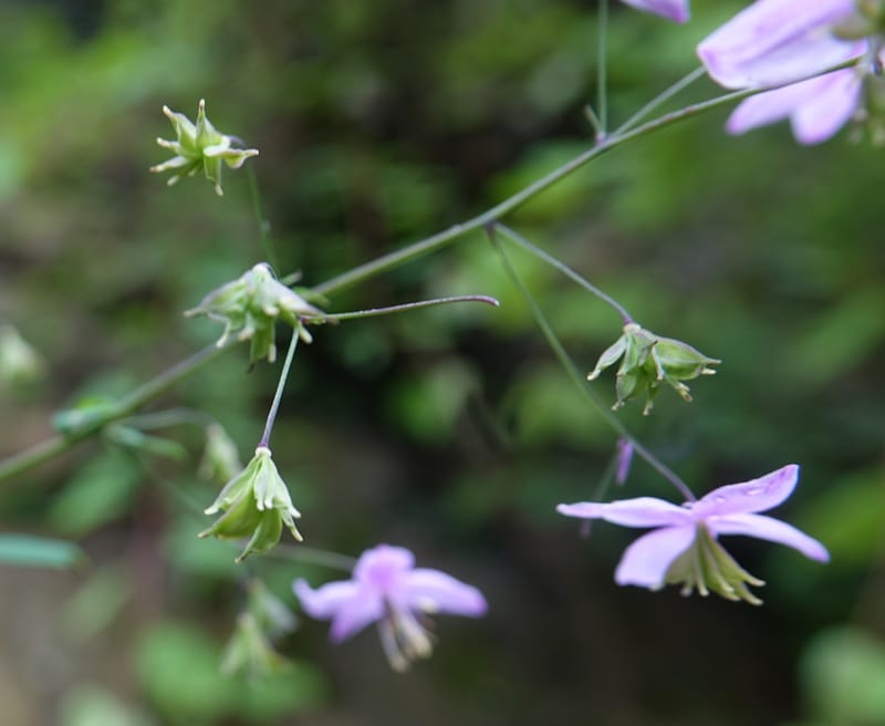 Thalictrum delavayi, C. Davidson 13765--China. Sichuan. Yibailingba-gou. 12 Aug 2017. DSC04660 (203).JPG