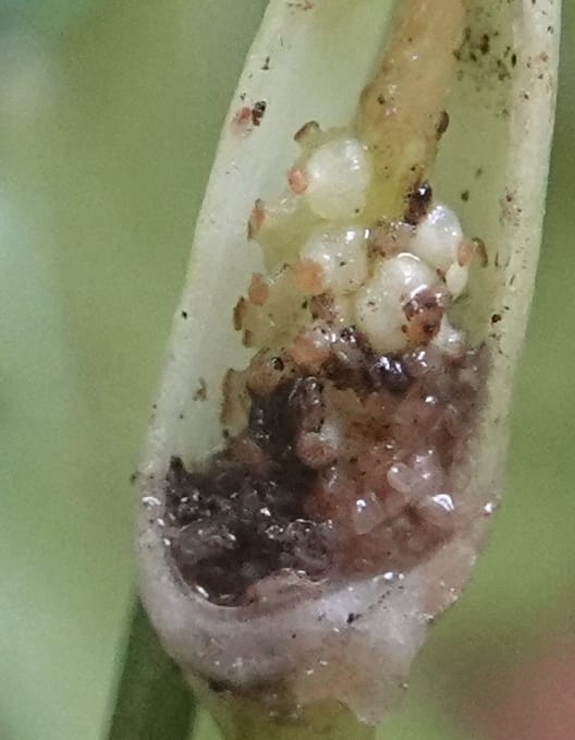 Anubias, C. Davidson 13942--Gabon. Maurel & Prom Oil Rd. 2 Nov. 2018. DSC01376 (81).JPG