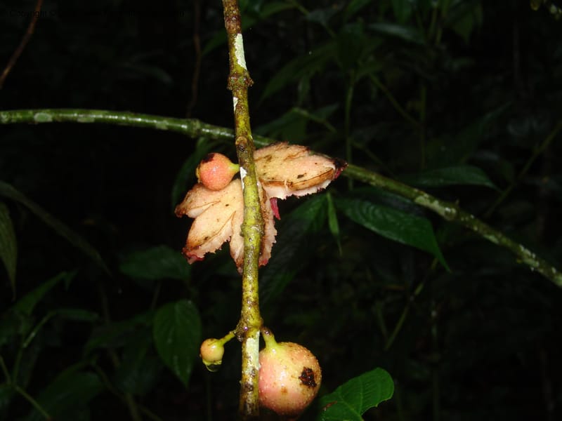 Siparuna subinodora, AAraujoM1193--Bolivia. Pq. Nac. Madidi. Rio Tuichi, Rudidi Cr. 28 Nov 04. 246.jpg