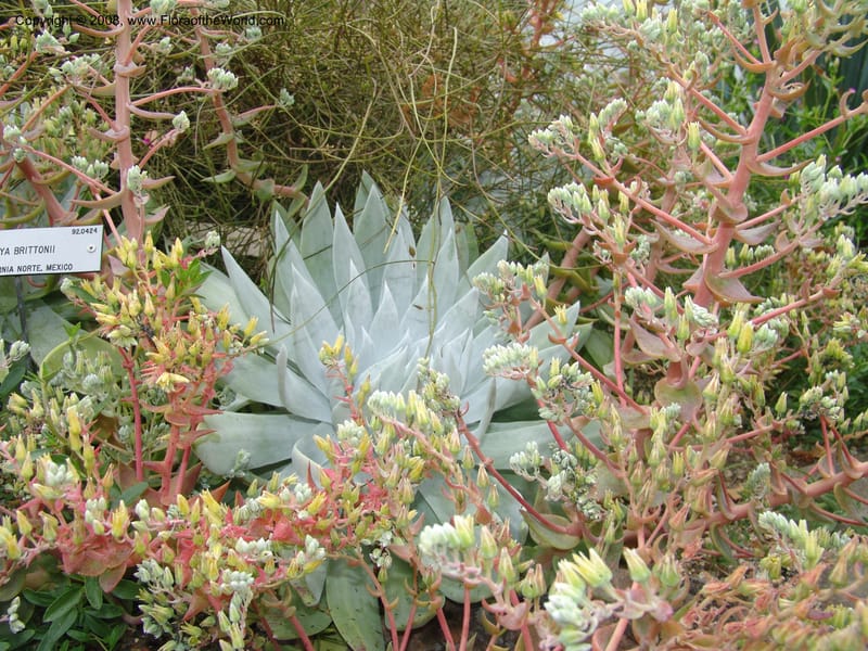 Dudleya brittonii, 93.0424--CA. UC Berkeley Bot. Garden. 31 May 07. 002.jpg