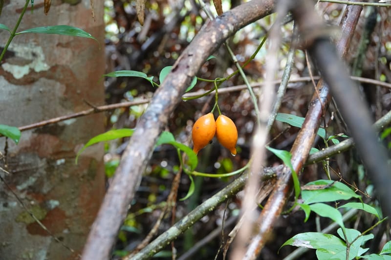 Tabernanthe iboga, C. Davidson 13949--Gabon. Mondah. Arb Raponda Walker. 4 Nov 2018. DSC01949 (76).JPG