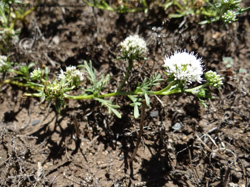 Valeriana, WDS 34165--Chile. P.N. Sieta Tazas. 21 Feb 2013. DSC02254 (55).JPG