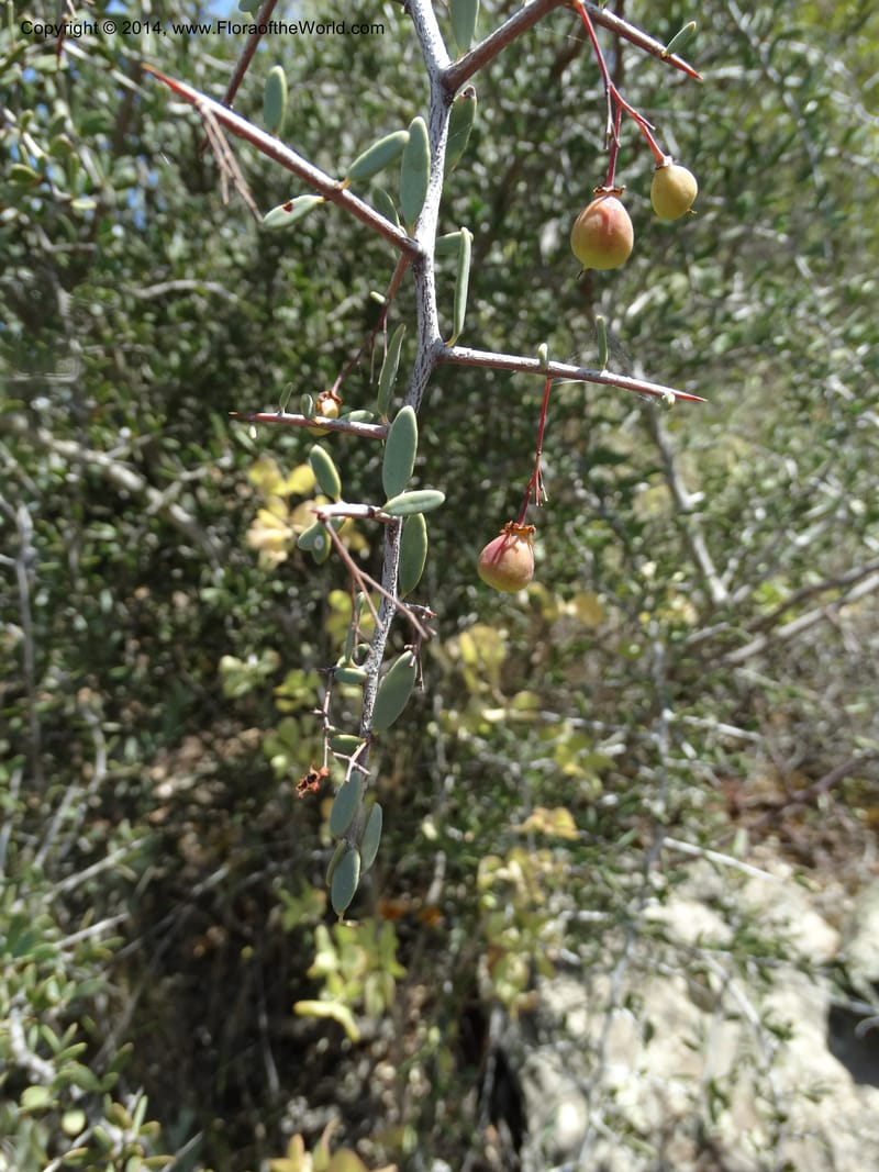 Putterlickia pyracantha, Davidson, C 12273--South Africa. Western Cape. S of Oudtschoorn. 20 Jan 2014. DSC00850 (4).JPG