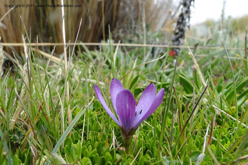 Gentianella, Ulloa 2012--Ecuador. Napo. Volcan Antesana. 2 Jun 2011. 129.jpg