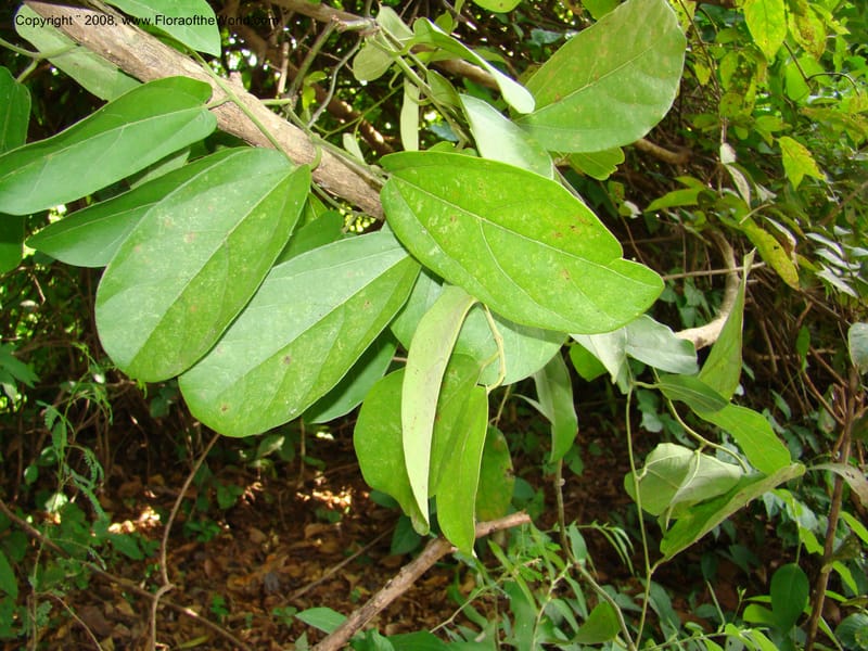 Aristolochia maxima, NMartinezM2422--MX. Chiapas. Jiquipilas. Cerro el Campanario. 14 Sep 08. 248.jpg