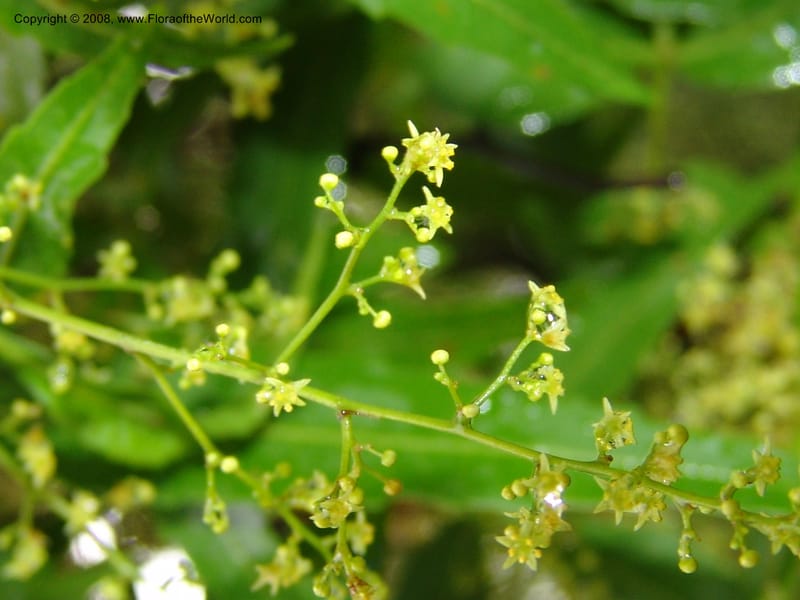 Rhus leptodictya--So.Africa. Lowveld Nat. Bot. Gard. 14 Mch 05. 105.jpg