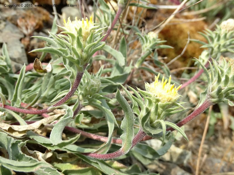 Pyrrocoma, Davidson, C 12630--ID. Idaho Co. Seven Devils Campground. 11 Aug 2014. DSC00412 (36).JPG
