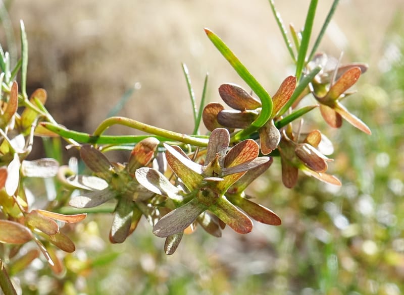 Aphanopetalum clematideum, Davidson, C 13444--Australia. W.A. Geraldton. Chapman River. 25 Oct 2016.  (16).JPG