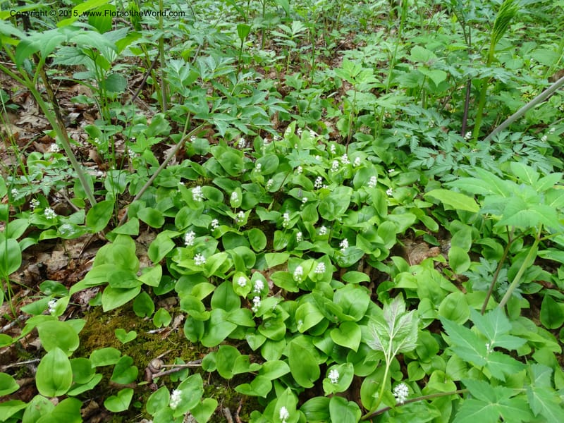 Maianthemum canadense, Davidson, C 13064--North Carolina. Haywood Co. Grassy Ridge Mine Overlook. 21 May 2015. DSC06988 (10).JPG