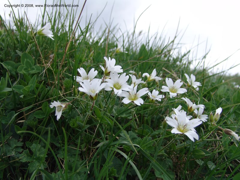 Cerastium purpurascens--Georgia. Kazbeki . Trail-road to Sameba Church. 2 Jun 05. 469.jpg