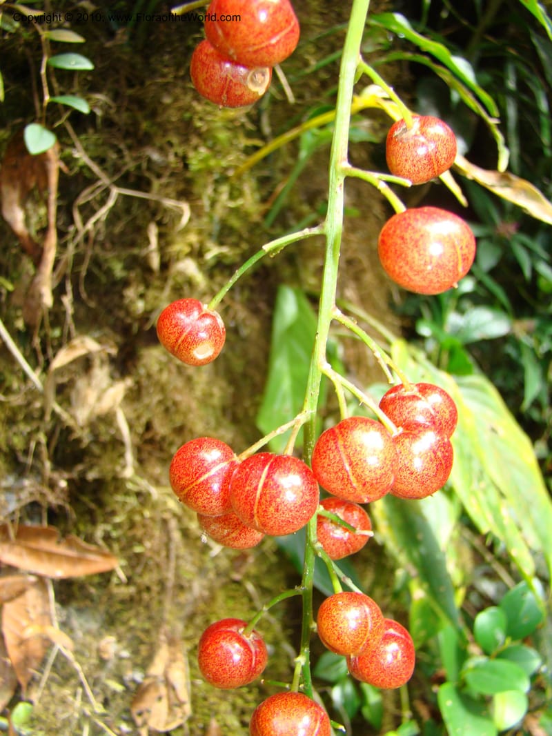 Maianthemum, B. Hemmel 24594--Costa Rica. Hered. Volcan Barva. 9 Apr 08. 316 (3).jpg