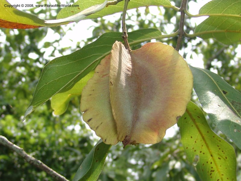 Combretum collinum--So. Africa. Lowveld Nat. Bot. Gard. 14 Mch 05. 490.jpg
