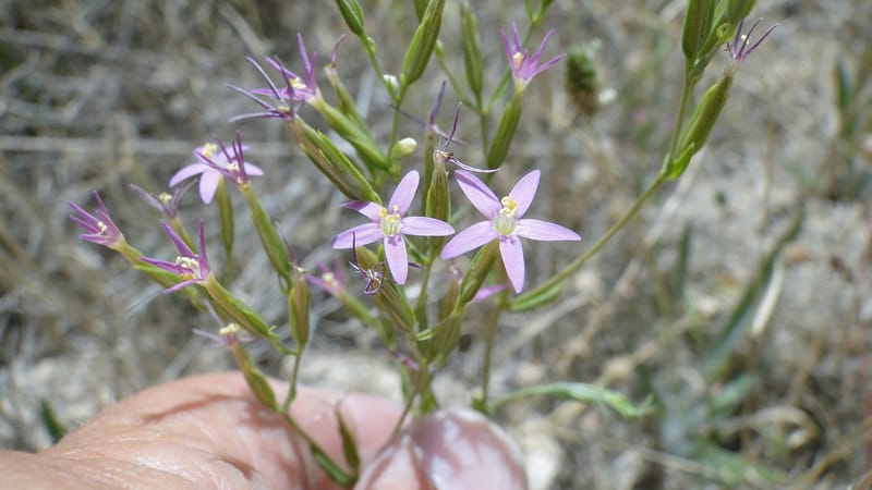 Centaurium, A. G. Miller 3.3--Iraq. Kurdistan. Zaynal, NW of Mawat. 16 June 2010. 119 (1).jpg