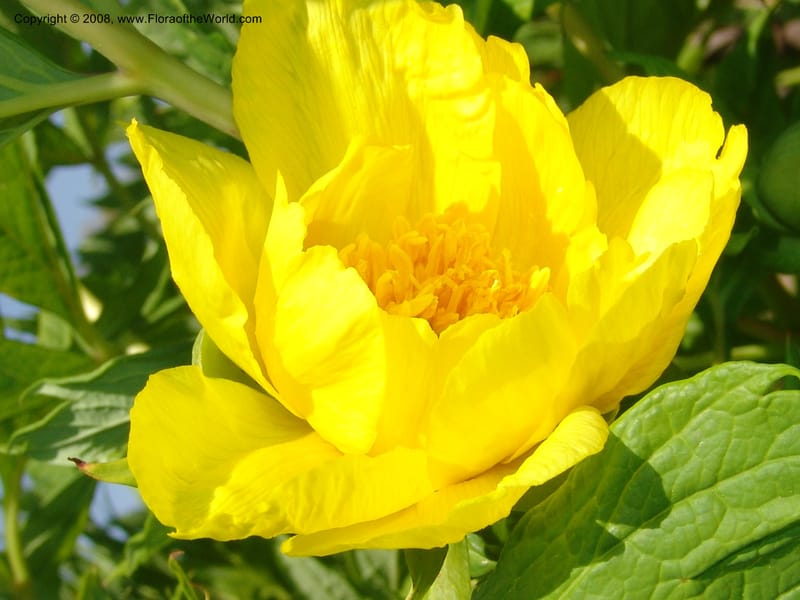 Paeonia lutea--France. Nancy. Jard. Bot. Montet. 1 May 05. 055.jpg
