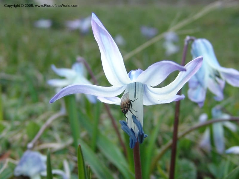 Scilla rosenii--Georgia. Vic. of Tskhrats'karo Pass. 7 Jun 05. 043.jpg