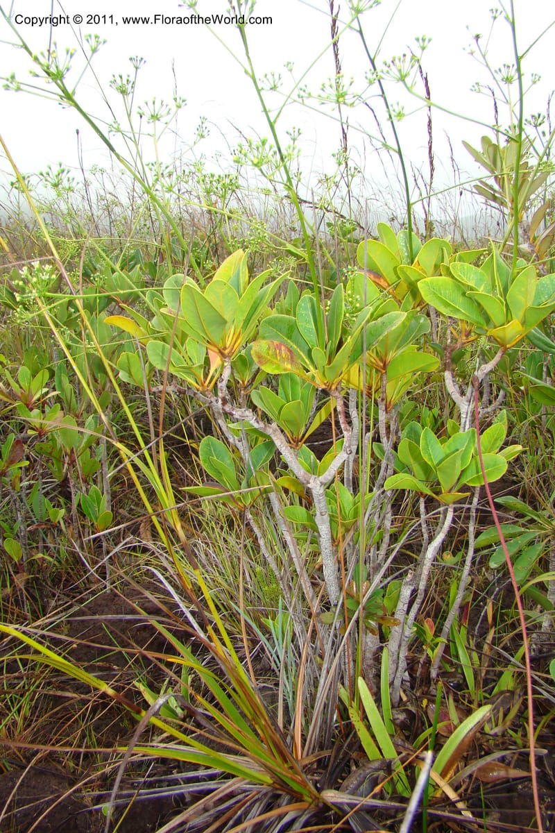 Myodocarpus, P. Lowry 7188--New Caledonia. Plaine des Lacs. NW of Grand Lac. 21 Jan 2010. 293 (177).jpg