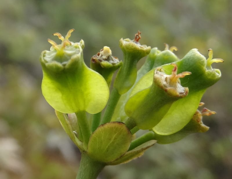 Myodocarpus involucratus, Lowry, P 7375--New Caledonia. Mont Dzumac. 12 Nov 2015. DSC01563 (544).JPG