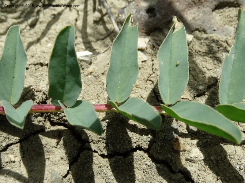 Astragalus trichocalyx, Davidson, C 12434--Georgia (Caucasus). Rustavi Village. 5 Jun 2014. DSC07073 (238).JPG