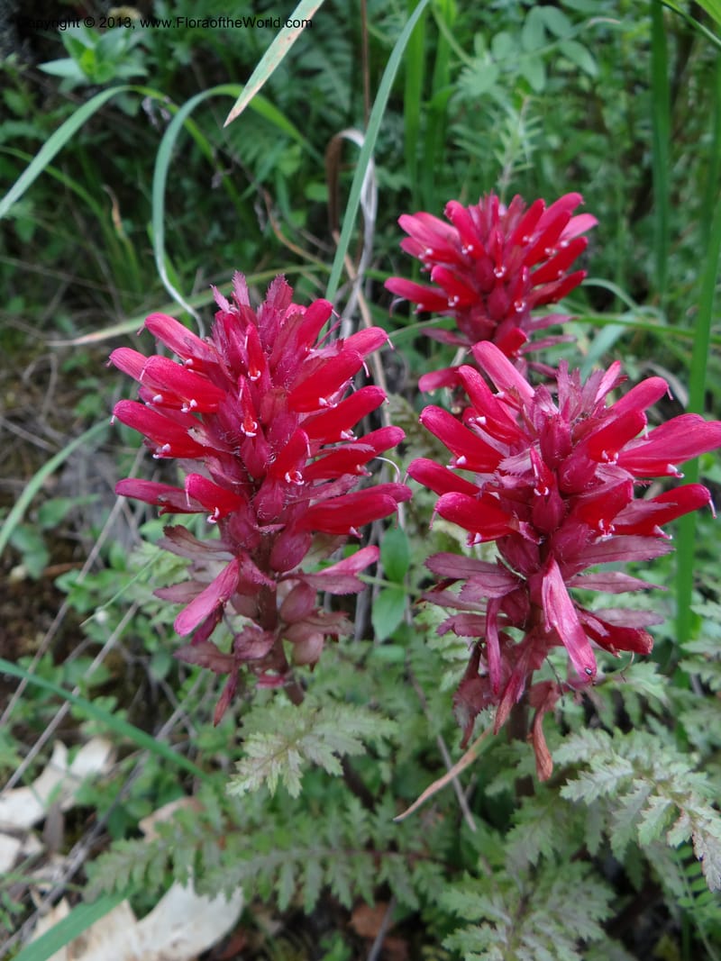 Pedicularis densiflora, Davidson, C 12118--Calif. Trinity Co. Hwy 299. 15 Apr 2013 (10).JPG