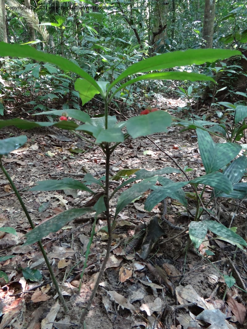 Ardisia, VC 5657--Thailand. Trang. Khao Baan Thad. 17 Nov 2012. DSC00079 (63).JPG
