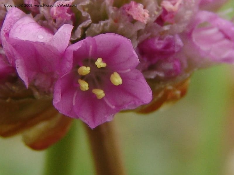 Armeria maritima ssp californica--CA. Mendocino Co. Pt. Arena Light house. 25 Jun 06. 034.jpg