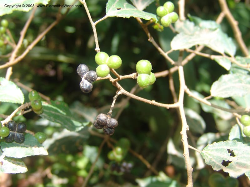 Grewia occidentalis cf--So.Africa. Mpumal. Moodie Mts.  18 Mch 05. 360.jpg