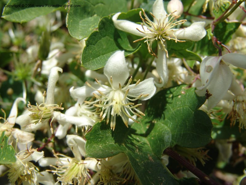 Clematis brachiata--So.Africa. E. Cape. R58 SE of Lady Grey. 10 Mch 05. 055.jpg