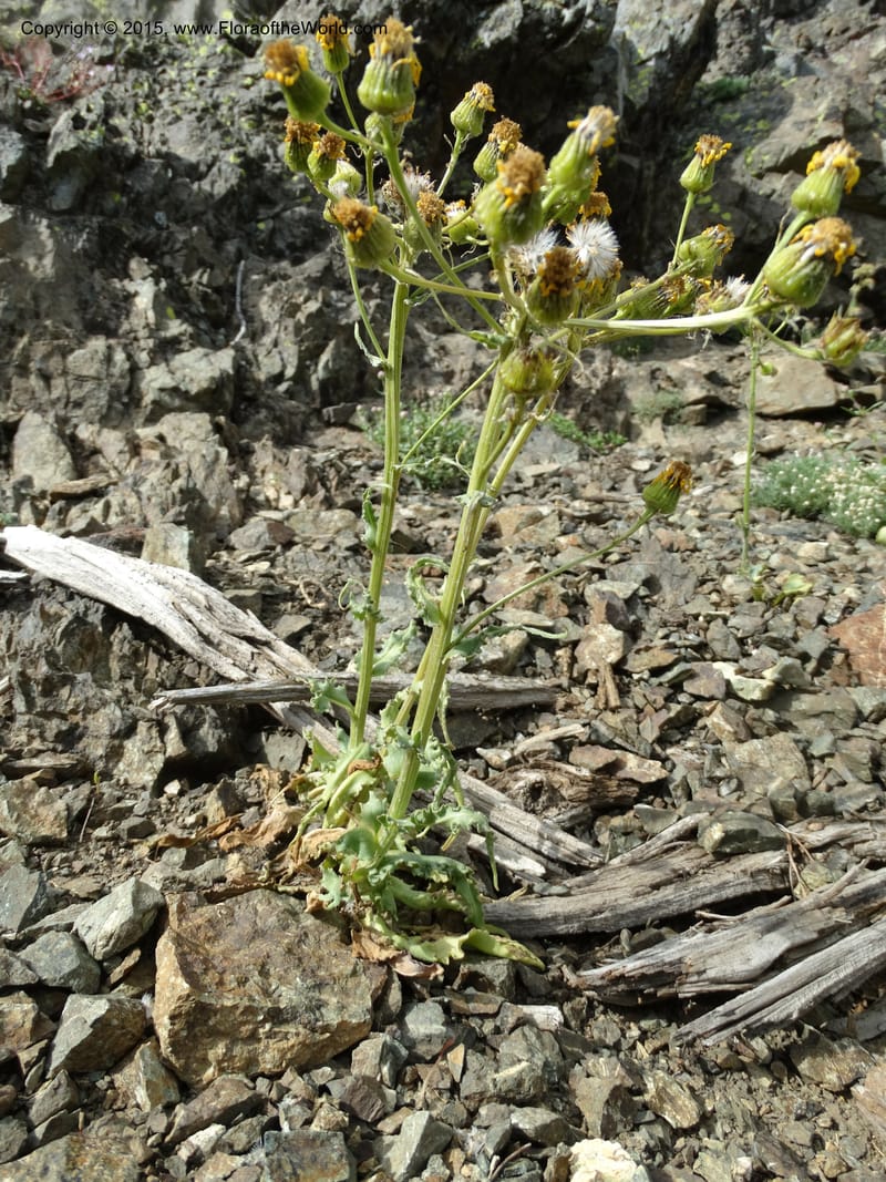 Senecio, Davidson, C 12598--ID. Idaho Co. Seven Devils Camp Ground. 15 Jul 2014. DSC00113 (322).JPG