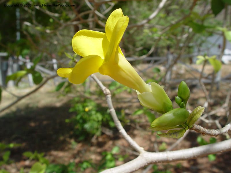 Stemmadenia obovata--Costa Rica. Palo Verde Biol. Sta. 30 Mar 04. 028.jpg