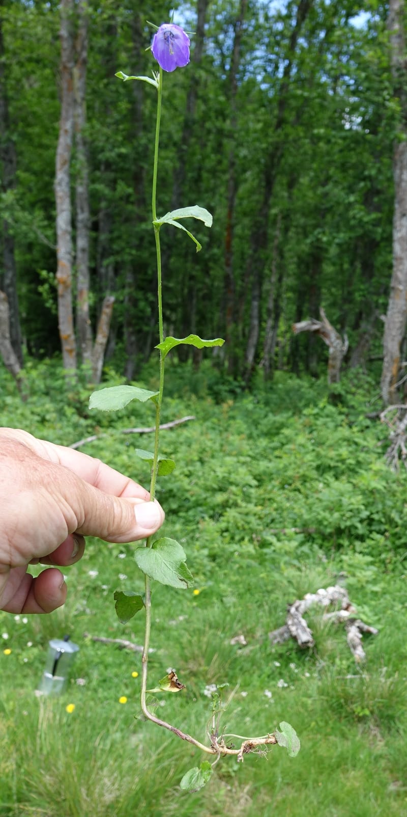 Campanula rhomboidalis, Davidson, C 13268--Switzerland. Valais. 6 km from Gletsch. 2 Jul 2016. DSC08136 (13).JPG