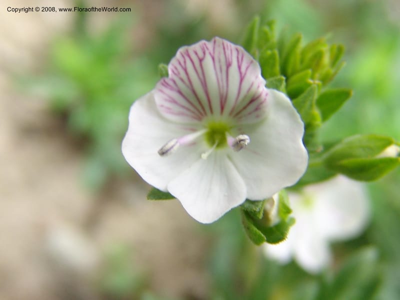 Veronica chamaedrys--Georgia. Kazbeki . Trail-road to Sameba Church. 2 Jun 05. 121.jpg