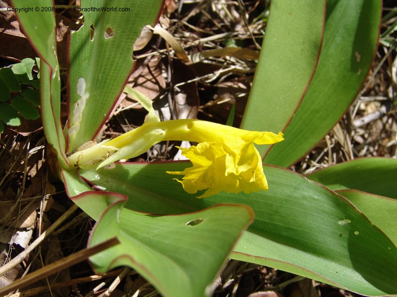 Costus, GSimon1492--Tanz. Ulanga Dist. Miombo. Ca. 10 km N of Mahenge. 18 Feb 06. 481.jpg