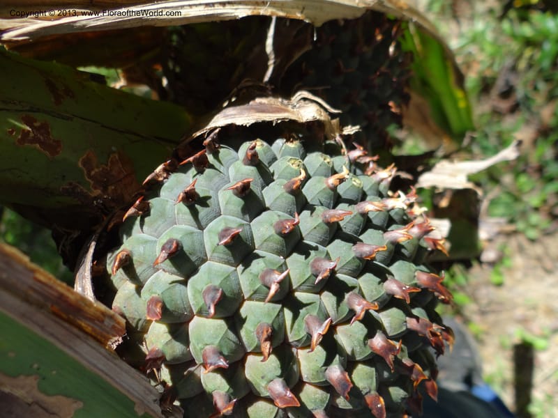 Pandanus unicornutus, Callmander 1050--Thailand. Ranong Prov. Klong Naka Wildlife Sanctuary. 14 Nov 2012. DSC09055 (246).JPG