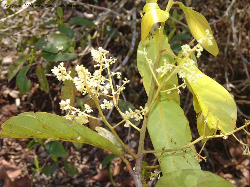 Nectandra, DNeill15841--Ecuador. Prv. Zam. Ch. Cord. del Condor. Silica mine, Las Orq. 18 Sep 07. 143.jpg