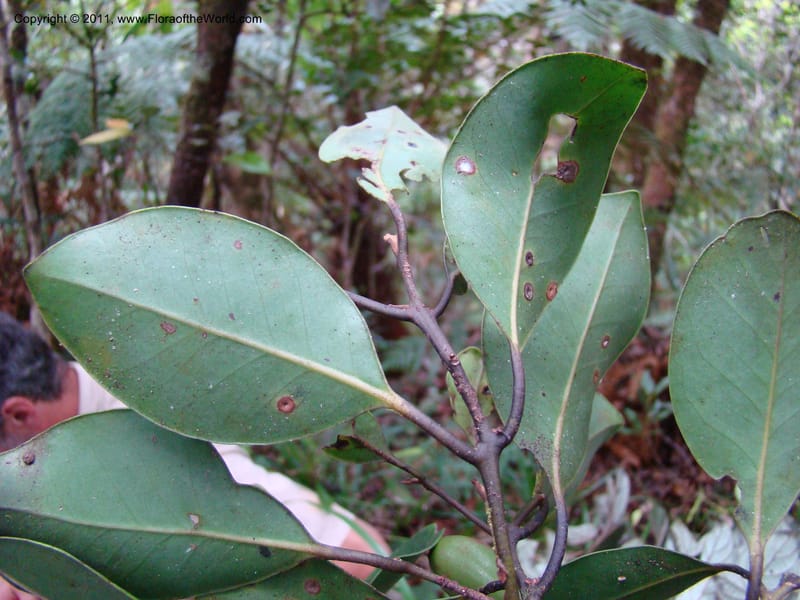 Endiandra,  Munzinger, J 4848--New Caledonia,  Dogny, 19 Nov 2007,  114 (4).jpg
