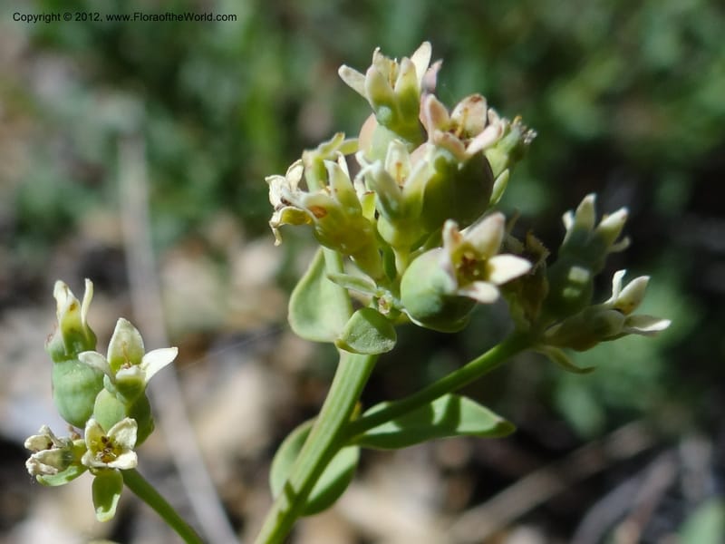 Comandra umbellata, Davidson, C 11942--AZ. Yavapai Co. Crown King Rd. 7 May 2012. DSC0894 1 (105).JPG