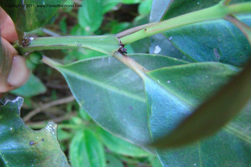 Canthium, Rogers 1214--Madagascar. Prov. Fianarantsoa. Ifanadiana. 12 Jan 09. 112 (3).jpg