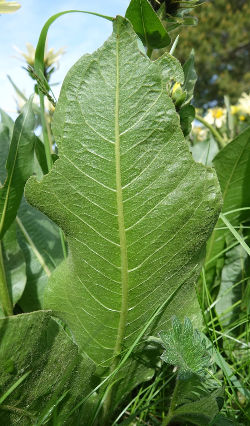 Wyethia amplexicaulis, C. Davidson 13642--ID. Fremont Co. Henry's Fork Lodge. 16 Jun 2017. DSC02055 (12).JPG