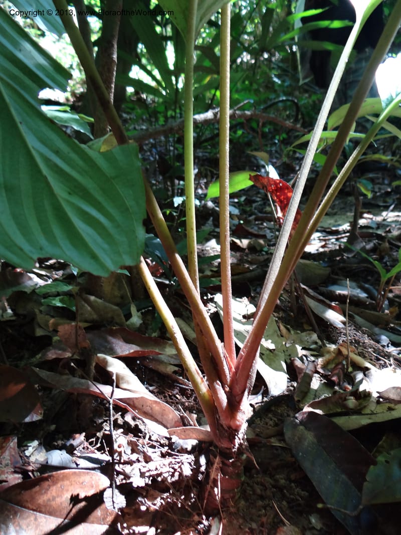 Tacca, VC 5596--Thailand. Ranong Prov. Klong Naka Wildlife Sanctuary. 14 Nov 2012. DSC09055 (150).JPG