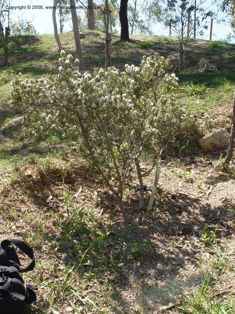 Westringia fruticosa, 2002.0061--Spain. Barcelona Botanic Garden. 21 Apr 04. 6 021.jpg