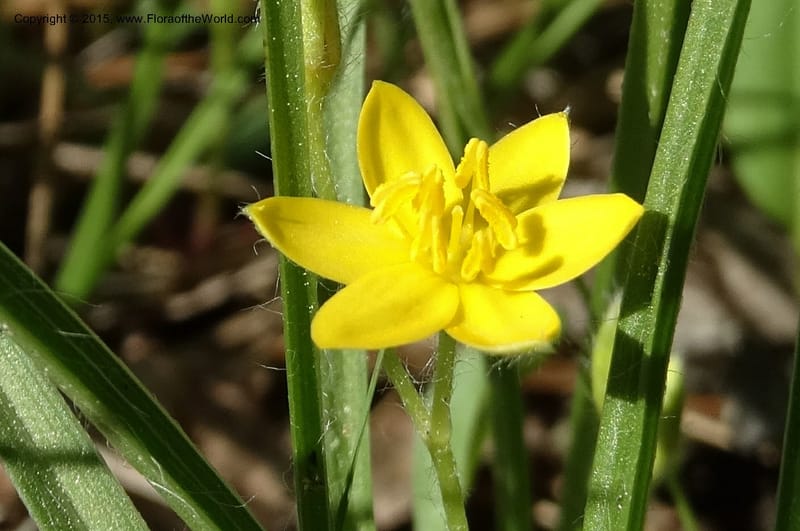 Hypoxis hirsuta, Davidson, C 12977--North Carolina. Clay Co. Buck Cr. 13 May 2015. DSC04619 (128).JPG