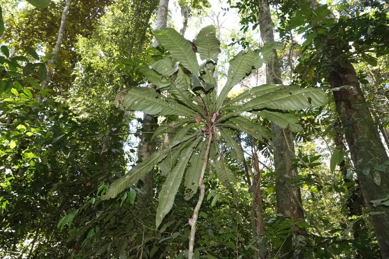 Allexis cauliflora, C. Davidson 13958--Gabon. Arb. Sibang. 5 Nov. 2018. DSC02235 (119).JPG
