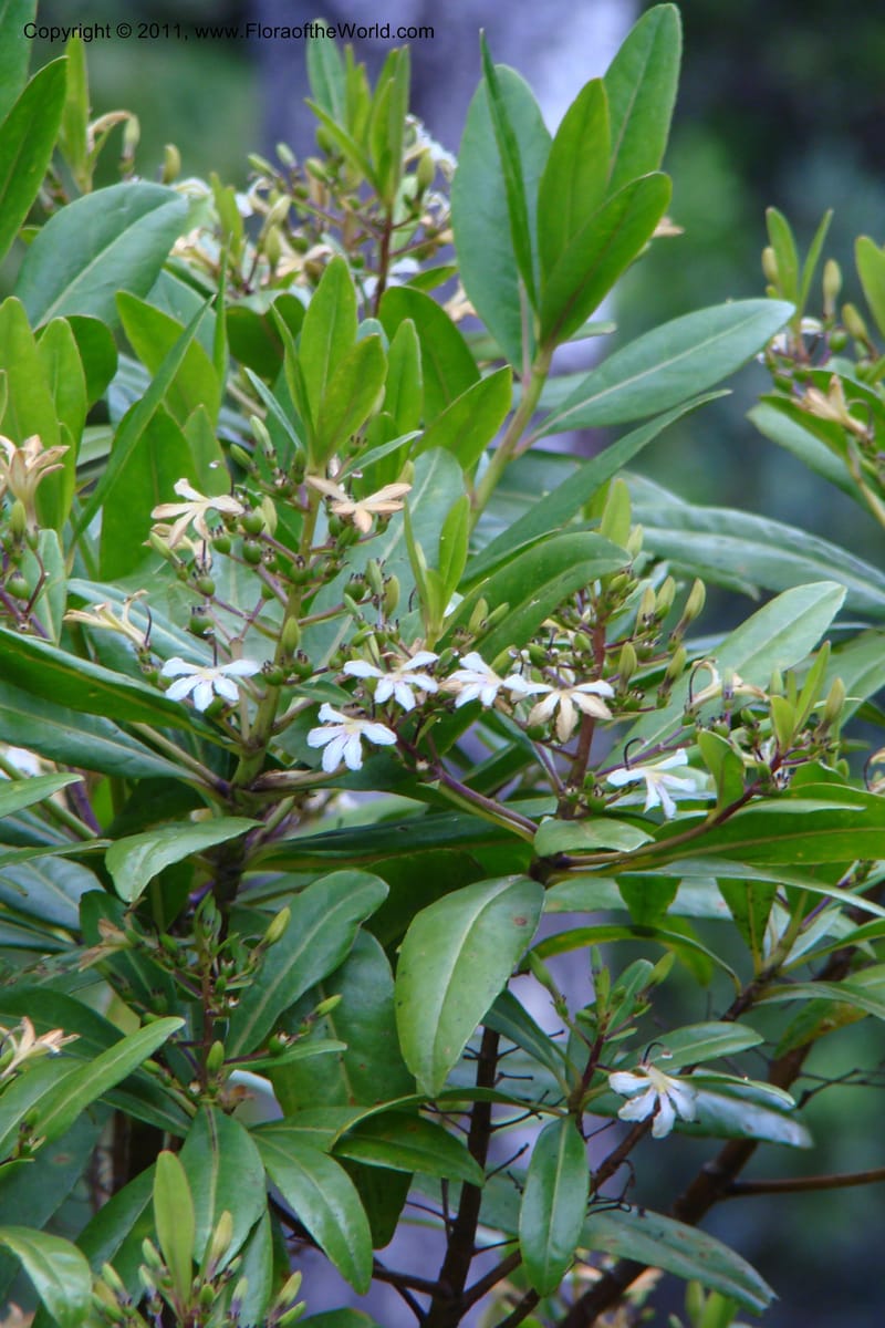 Scaevola, M. Callmander 805--New Caledonia. Mont Dore. 20 Jan 2010. 001 (142).jpg
