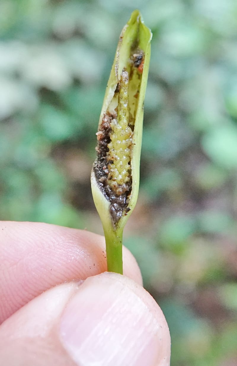 Anubias, C. Davidson 13942--Gabon. Maurel & Prom Oil Rd. 2 Nov. 2018. DSC01376 (54).JPG