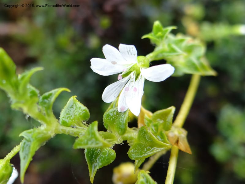 Cerastium, Ulloa, C 2388--Ecuador. Azuay. Matanga. 2 Oct 2012. DSC06351 (279).JPG