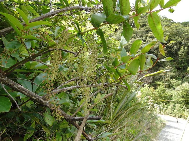 Coriaria arborea, C. Gemmill 731--New Zealand. N. Island. Mt. Te Aroha. 13 Jan 2010. 250.JPG