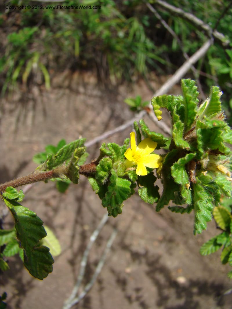 Turnera, N. Martinez M. 2432--MX. Chiapas. Jiquipilas. Cerro el Campanario. 14 Sep 08. 126 (5).jpg