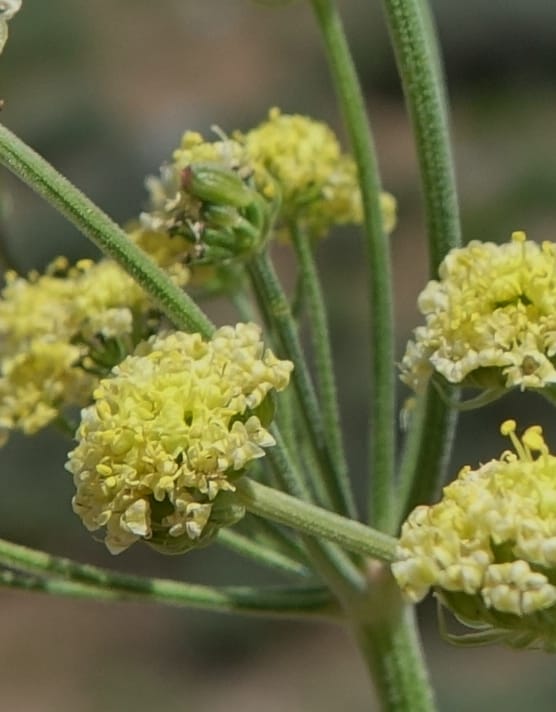 Lomatium simplex, C. Davidson 13563--ID. Blaine Co. Rock Creek Preserve. TNC. 14 May 2017. DSC00477 (93).JPG