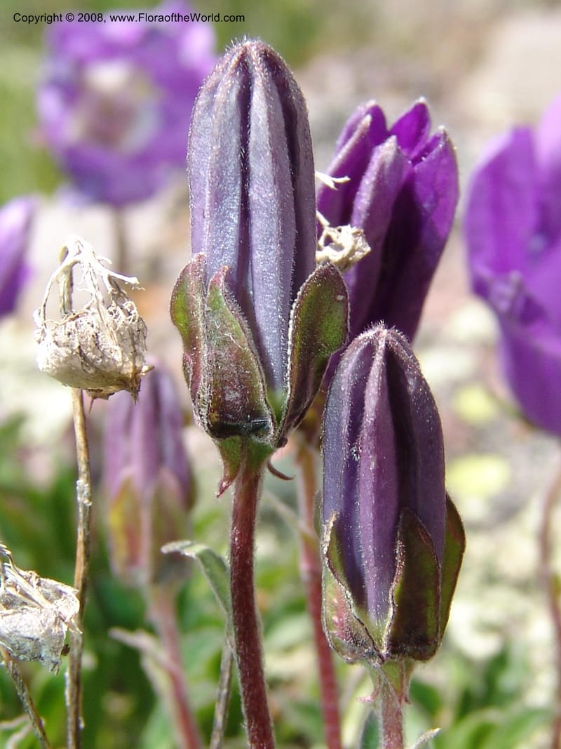 Campanula auscheri--Georgia. Vic. of Tskhrats'karo Pass. 7 Jun 05. 347.jpg