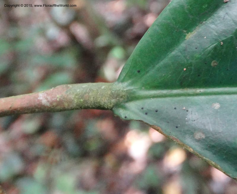 Leptonychia pallida, Davidson, C 12364--Cameroon. Korup Nat. Park. 22 Mar 2014. DSC03203 (195).JPG